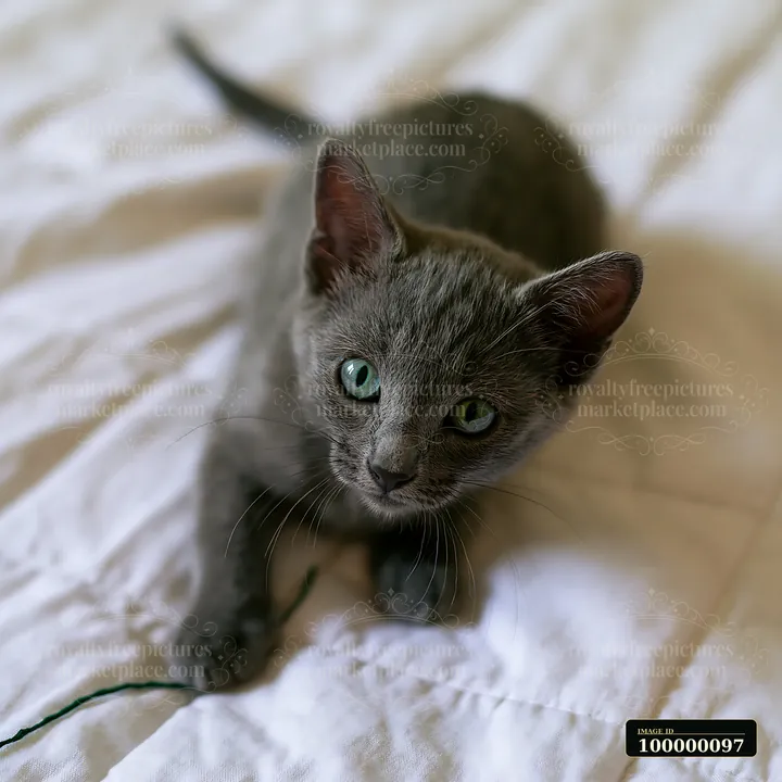 Gray Korat kitten resting on a rumpled bed and looking toward the camera.