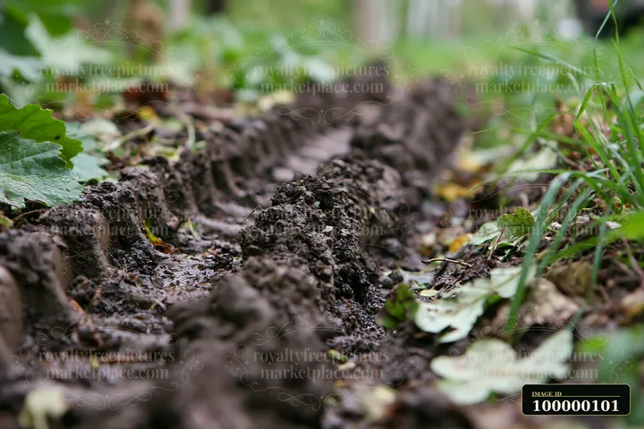 Deep muddy vehicle tracks run through wet forest soil among green leaves and grass.