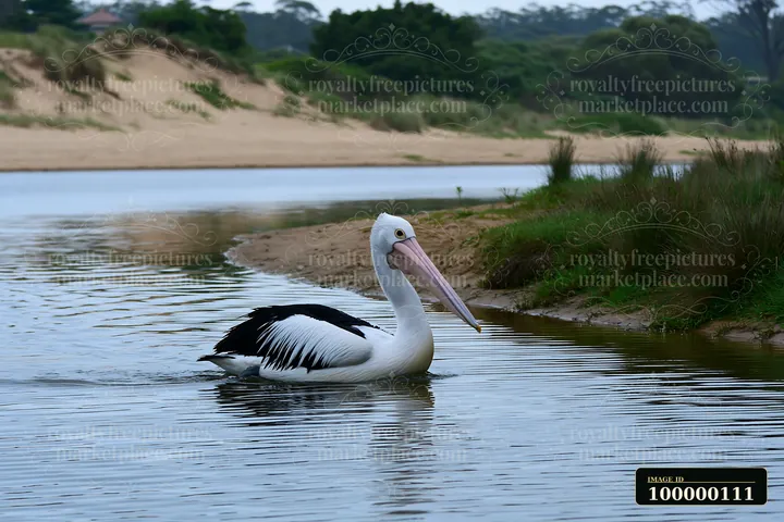Australian pelican swimming in a coastal lagoon beside sandy dunes and coastal grasses.