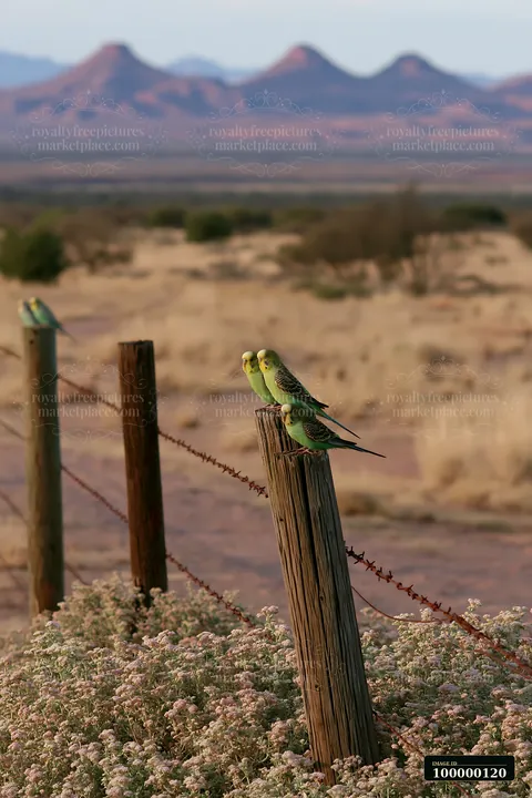 Four green and yellow budgerigars perch on fence posts above flowering desert vegetation and blurred mountains.
