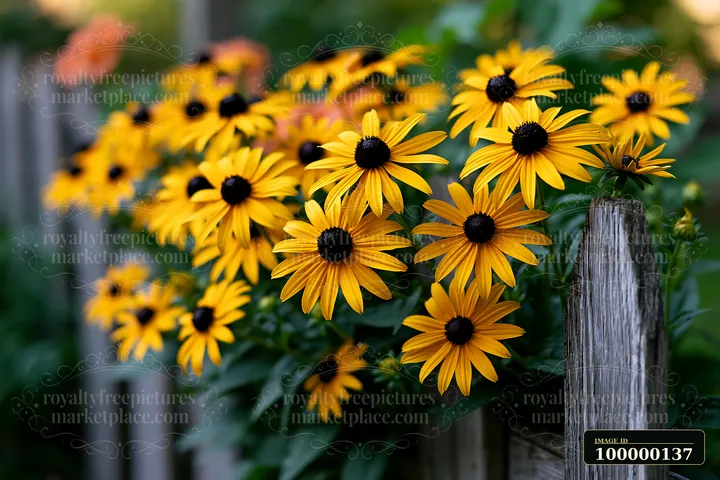 Yellow rudbeckia flowers bloom in sunlight beside a weathered wooden fence and green foliage.