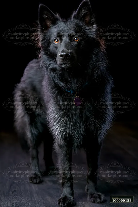 Long-haired black dog stands facing the camera in a dramatic studio portrait against a black background.