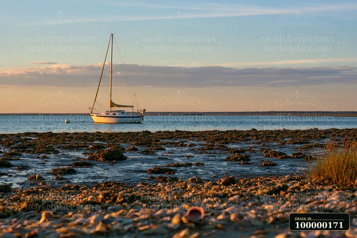 Sailboat moored beside exposed oyster beds along a calm coastline at sunset.