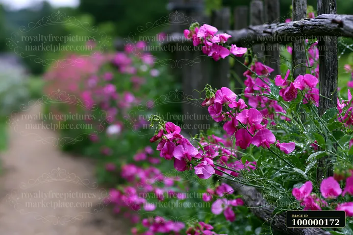 Pink sweet pea flowers climb a rustic wooden trellis beside a blurred garden path after rain.