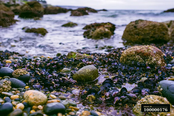 Mussel-covered rocks and rounded stones line a rocky shoreline as foamy ocean water flows around them.