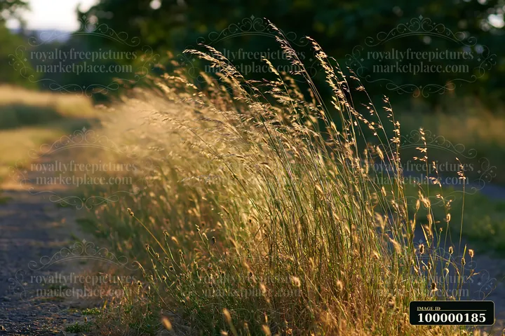 Sunlit meadow grasses grow beside a path with a softly blurred wooded background.