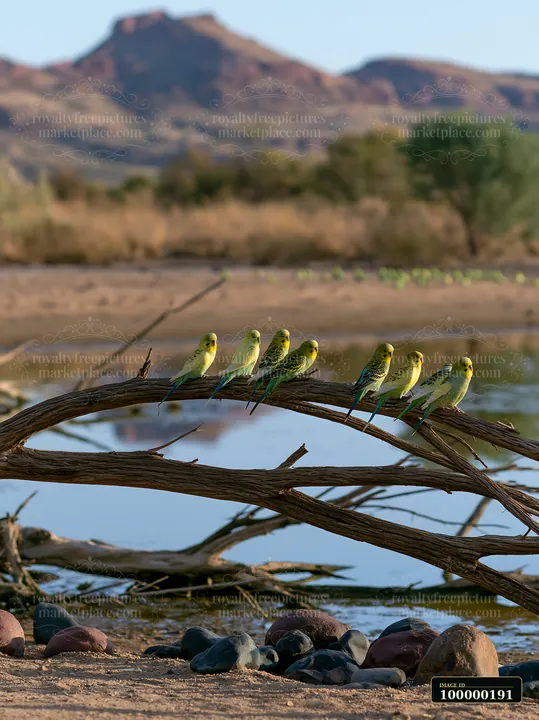 Colorful budgerigars perch on a fallen branch above water in a dry desert landscape with rocky mountains.