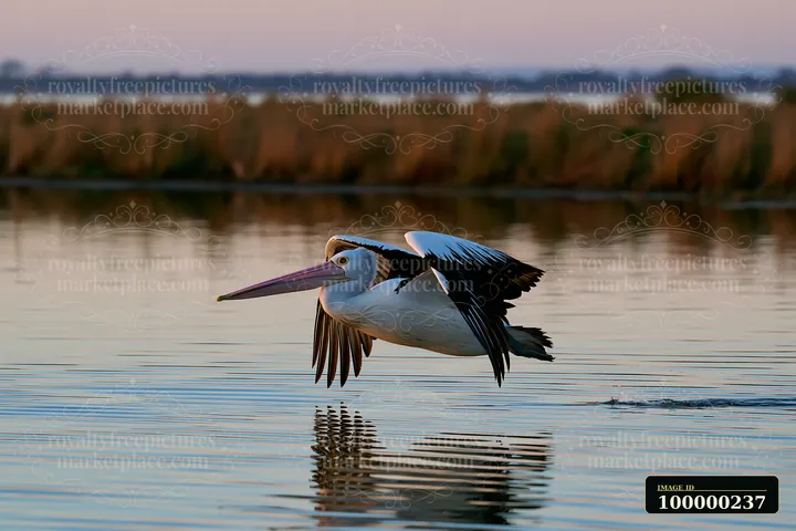 Australian pelican flies low over reflective lagoon water with wings extended, reeds and a distant shoreline behind it.
