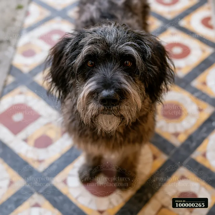 Shaggy dark-coated dog looks up at the camera from a patterned floor.