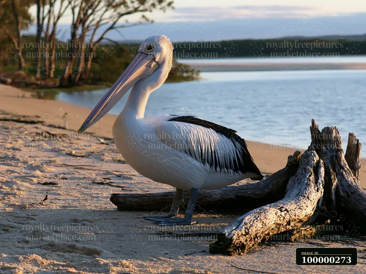 Australian pelican standing on a sandy coastal lagoon shore beside weathered driftwood.