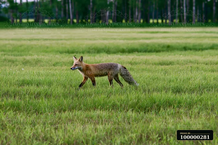 Red fox walking across a green meadow with a blurred forest in the background.