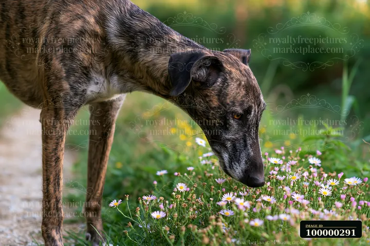 Brindle-coated dog sniffing small wildflowers beside a garden path.