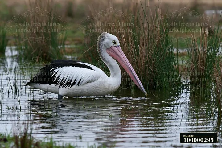 Australian pelican stands in shallow lagoon water among tall reeds and wetland vegetation.
