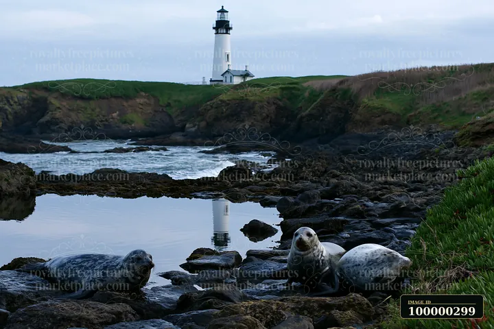 Three seals rest on coastal rocks beside a tidal pool, with a lighthouse on the grassy shore behind them.