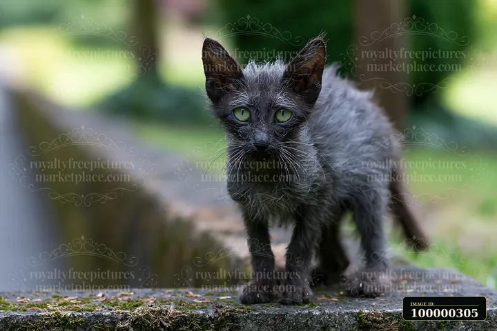 Dark Lykoi cat with green eyes stands on a mossy stone wall in a softly blurred garden setting.