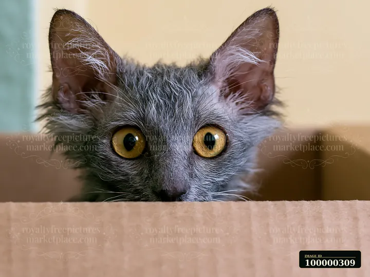 Gray Lykoi cat with golden eyes peers over a soft surface in a close-up indoor portrait.