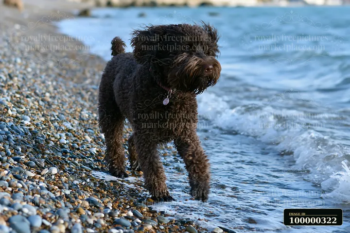 Wet curly-coated dog walking through shallow waves on a pebbly seaside beach.