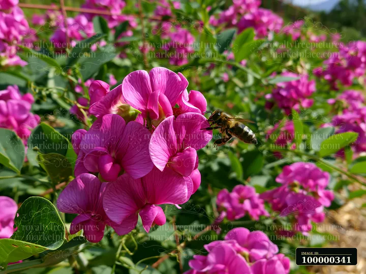 Pink sweet pea flowers bloom on a garden trellis as a bee hovers beside the blossoms.