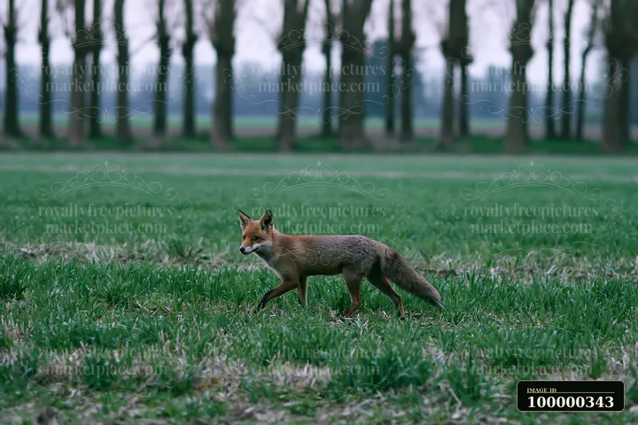 Red fox walking across a green meadow with blurred trees in the background.