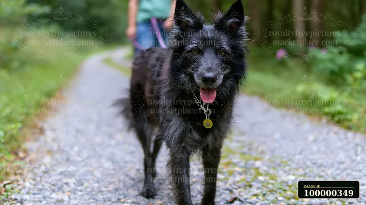 Black dog walks toward the camera on a gravel forest path while a handler follows behind.