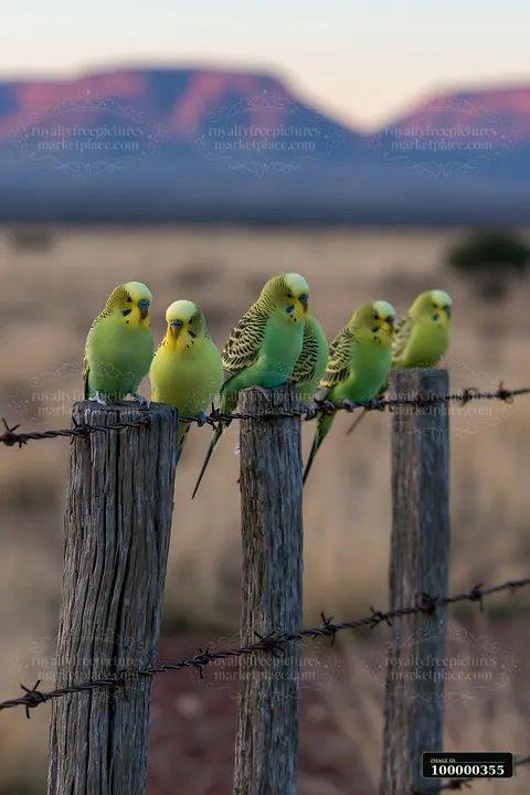 Five colorful budgerigars perch on wooden fence posts and barbed wire before a desert mountain landscape.