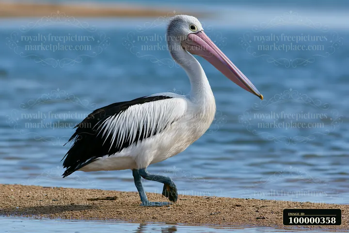 An Australian pelican on coastal lagoon stands on the sandy bank, displaying its long bill and black and white feathers.