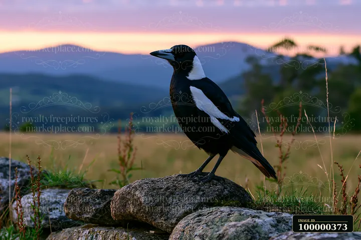 An Australian magpie in grassland perches on a rock with mountains in the background during sunset.