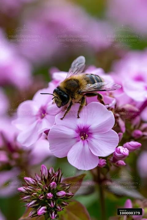 A bee is seen collecting nectar from pink flowers in a vibrant garden.