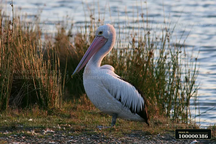 An Australian pelican stands on the shore of a coastal lagoon near tall grass.