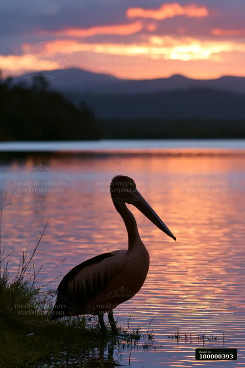 Australian pelican on coastal lagoon stands near the water's edge as the sun sets, casting colorful reflections on the surface.