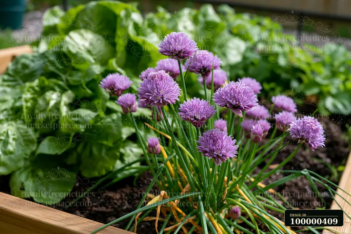 Chive flowers in herb bed display clusters of purple blooms among lush green leaves.