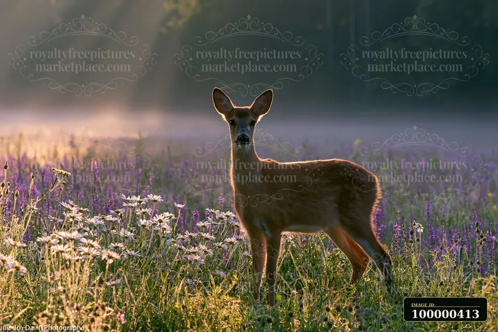 Sunlight streams through a misty meadow while a deer stands among wildflowers.