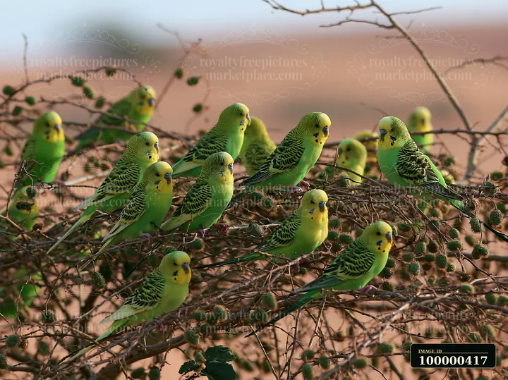 A flock of budgerigars gathers on dry branches in a desert landscape.