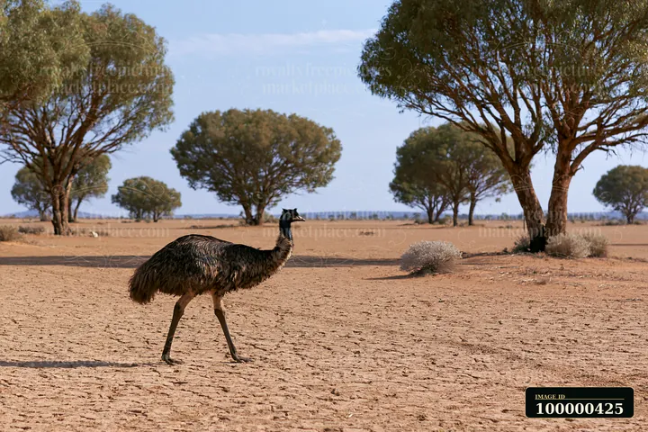 An emu walking across an outback plain with dry ground and scattered trees.