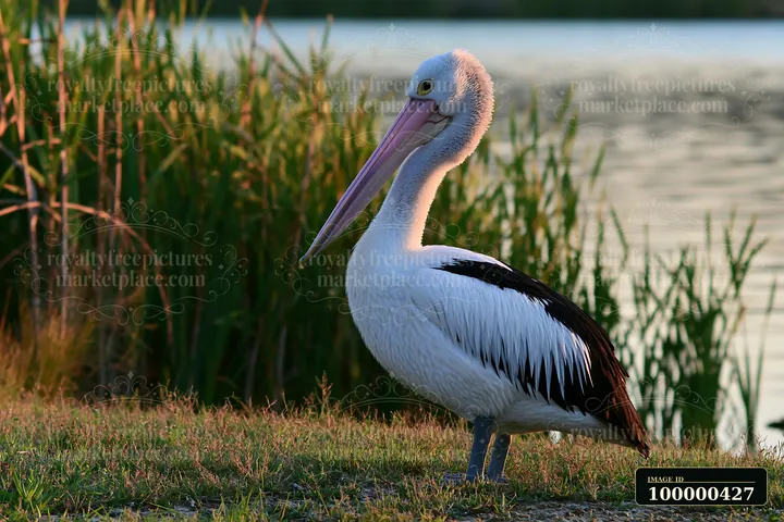 An Australian pelican stands on the grass by a coastal lagoon as the sun sets in the background.