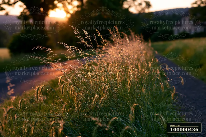 Sunlight reflects off tall grass growing alongside a country road during sunset.