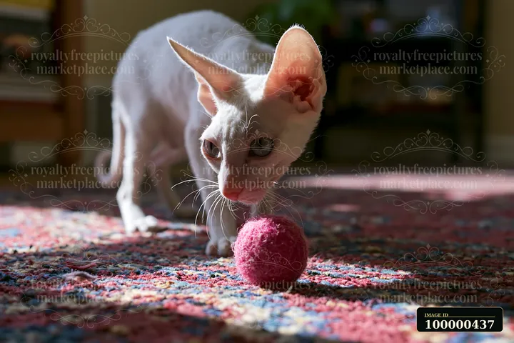 A cat is seen interacting with a red ball in a room filled with warm light.