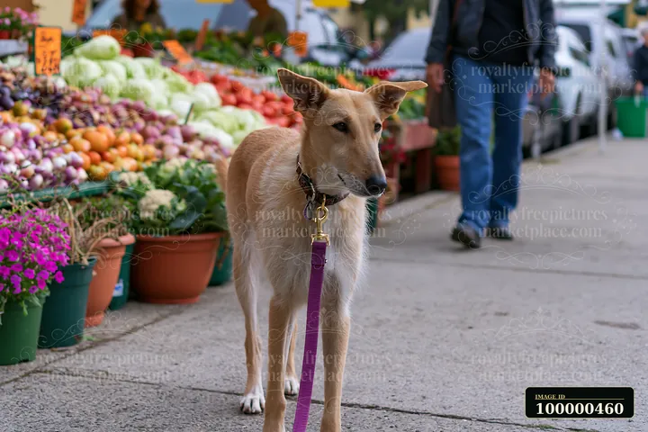 A rare dog breed visiting farmers market stands near colorful fruits and vegetables.