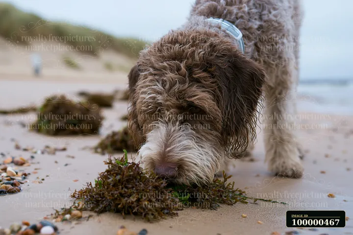 A rare dog breed near seaside sniffs seaweed on the sandy beach.