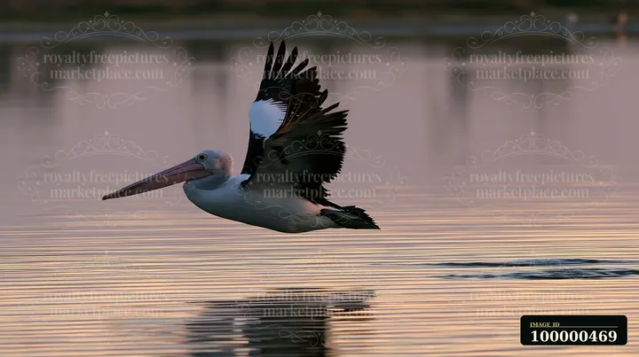 An Australian pelican glides over the calm water of a coastal lagoon during sunset.
