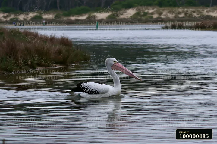 An Australian pelican swims in a calm coastal lagoon surrounded by lush greenery.