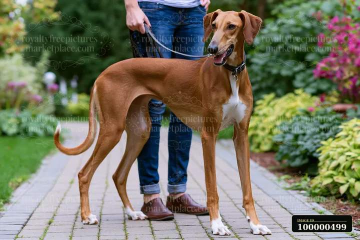 A rare dog breed is seen focused on its handler during obedience training in a lush garden.