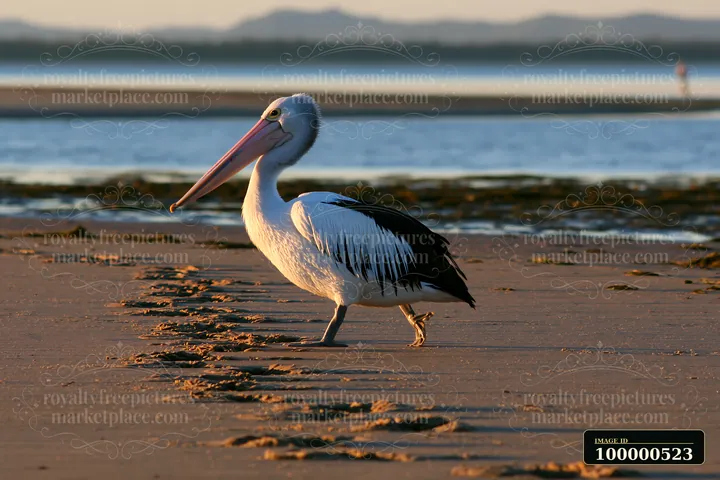 An Australian pelican moves along the sandy shore of a coastal lagoon, leaving tracks behind.