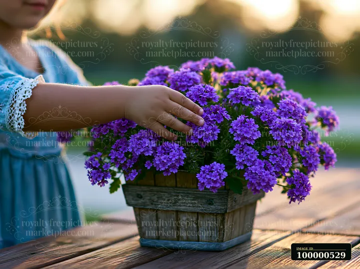 A child reaches out to touch a container filled with vibrant purple verbena flowers.