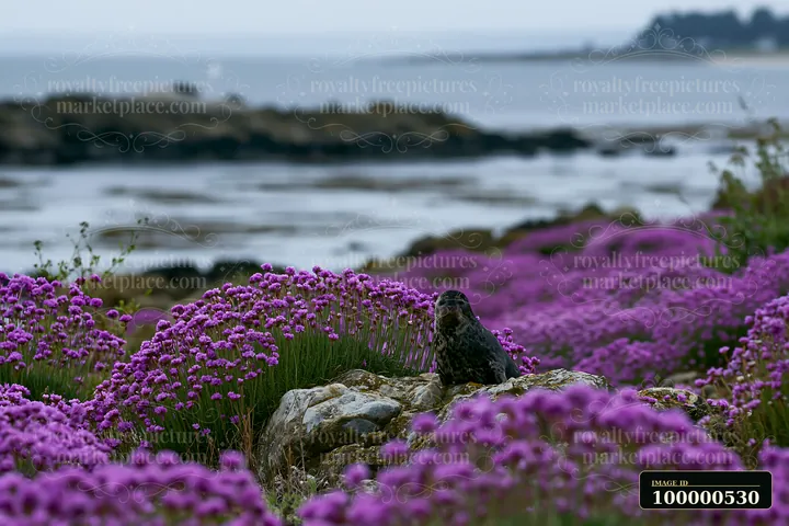 A bird sits on a rock surrounded by blooming sea lavender along the coastline.
