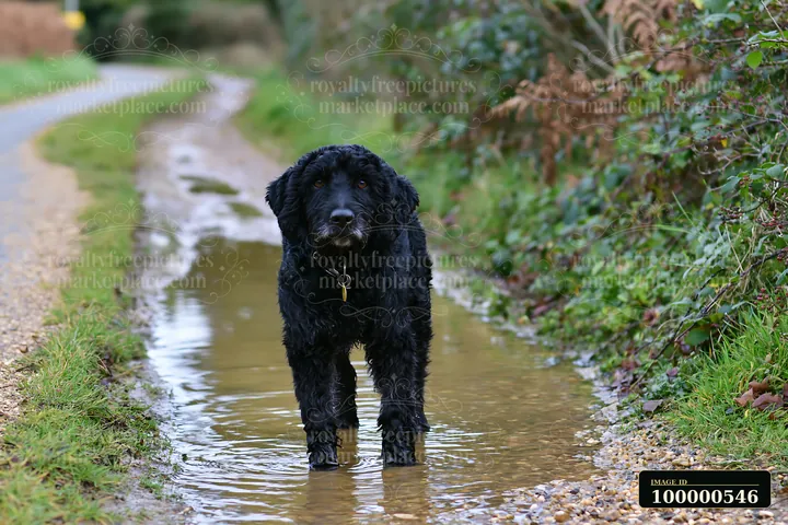 A rare dog breed stands in a muddy puddle beside a rural road surrounded by greenery.