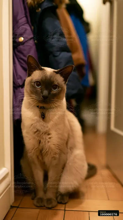 A Tonkinese cat poses calmly near a closet, surrounded by coats hanging on hooks.