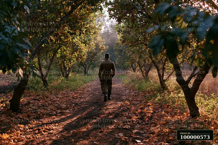 A soldier shadow on ground is visible as a figure walks along a dirt path in an orchard.