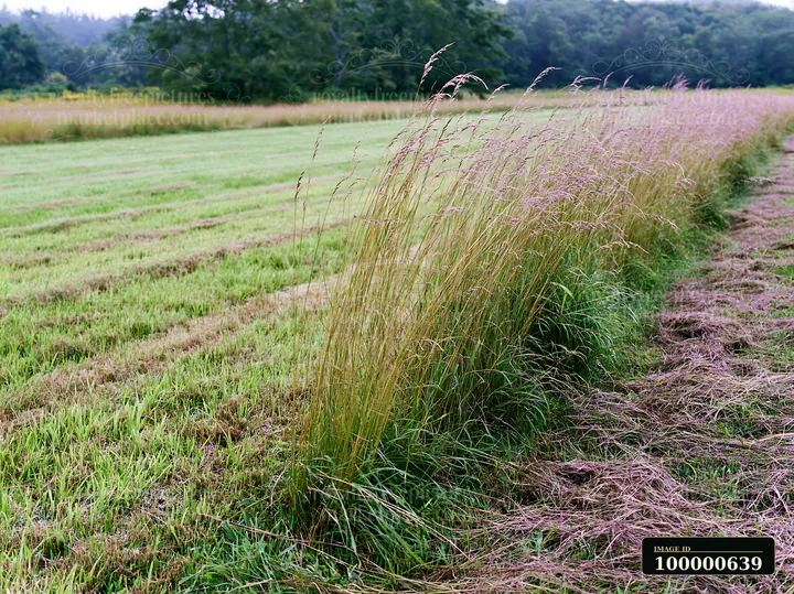 Tall grass stands along the edge of a meadow recovering after mowing.