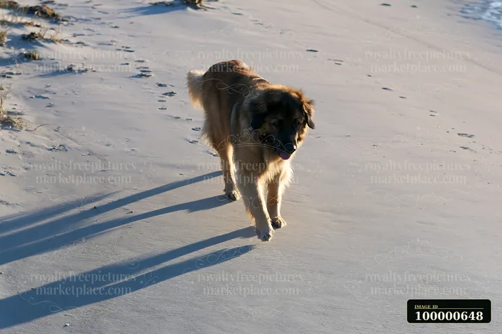 A rare dog breed photographed from above walks along a sandy beach with its shadows stretching behind it.